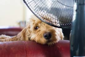 How to Keep Your Dogs Cool in the Heat