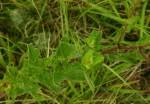 Image result for Nidorella auriculata