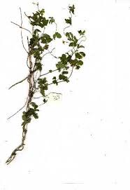 Image result for Dalechampia capensis