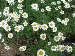 Pin On Scented Perennials