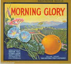 Orange Crate Label Vintage Pomona 1930s Rare Morning Glory Advertising Flower Ebay Vegetable Crate Labels Fruit Crate Label Orange Crate Labels