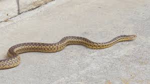 Pacific gopher snakes are large and can grow between 48 and 66 inches in length. Pacific Gopher Snake In Home Stock Footage Video 100 Royalty Free 17078071 Shutterstock