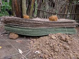 Image result for Raphia gentiliana