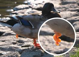 نتیجه جستجوی لغت [canard] در گوگل