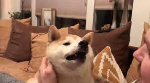 ちょいぽっちゃりな柴犬を、ただただモフるだけの動画。なのに癒しがすっごいのよ。【動画】 | 柴犬ライフ [Shiba-Inu Life]