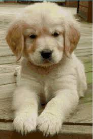Cross stitch pattern detail information: Northern Breed Dog S Counted Cross Stitch Patterns