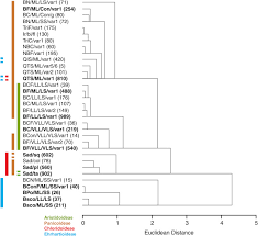 Image result for Sporobolus pectinellus