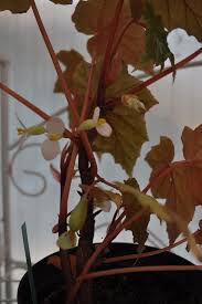 Image result for Begonia oxyloba