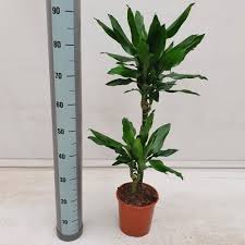 Image result for Dracaena steudneri