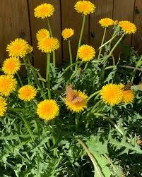 Image result for Taraxacum