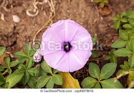 Here are 9 ideas to create curb appeal with a flowering vine or climber: Purple Morning Glory Flower Ipomoea Purpurea On A Vine In Southern California Canstock