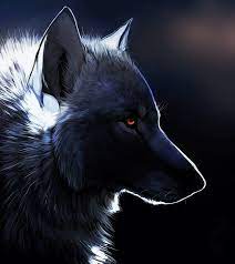 Wolf gifs