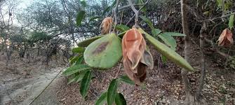 Image result for Hippocratea longipetiolata