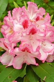 Rhododendron Hachmann S Charmant Azalea Flower Beautiful Flowers Photography Amazing Flowers