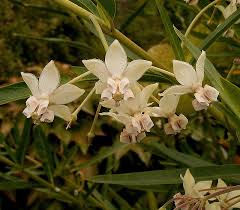 Image result for Gomphocarpus glaucophyllus