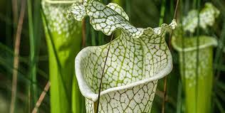 Check out our pitcher plant print selection for the very best in unique or custom, handmade pieces from our wall décor shops. Atlanta Botanical Garden Wetlands Pitcher Plants