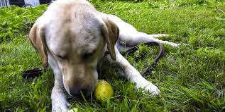 Realhunlee wireless electric dog fence system. How To Build An Electric Fence For A Dog