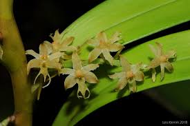 Image result for Tridactyle hurungweensis