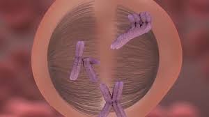 Chromosomes condense, nuclear membrane dissolves. Meiosis Definition Process Diagram Britannica