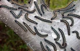 Tent Caterpillar Facts Get Rid Of Caterpillars