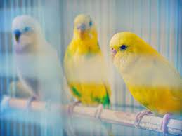 muhabbet kusu isimleri budgies parakeet cage pet birds