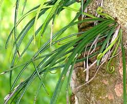 Image result for Vittaria