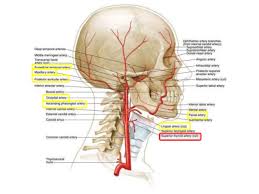 It ascends up in the. Vascular System In The Head And Neck