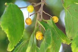 Image result for Celtis africana