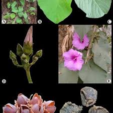 Image result for Ipomoea tenuipes