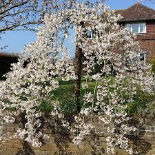 Weeping flowering cherry tree uk. Flowering Weeping Cherry Snowshowers Bare Root Tree 1 1 2m