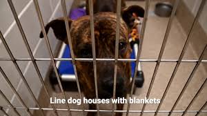 Maybe you would like to learn more about one of these? League City Animal Care The League City Official Website