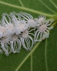 Image result for Habenaria insolita