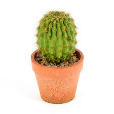 You've just read 13 effective ways to. Artificial Round Cactus In Terra Cotta Pot Green And Orange 5 3 4 X 3 Inches Mardel 3808243