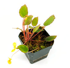 Image result for Begonia vankerckhovenii