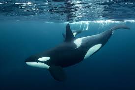 Norway Tromso 2016 Www Raphaelstuder Com Ocean Animals Animals Orca