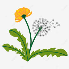 Explore 297 free dandelion clipart & silhouette images. Vibrant Dandelion Clipart Flower Plant Dandelion Full Of Vitality Png And Vector With Transparent Background For Free Download