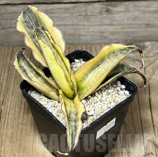 Image result for Sansevieria kirkii