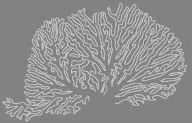 The florida department of environmental protection is the state's lead agency for. Http Aquaticcommons Org 14930 1 Coral 20reef 20coloring 20book Pdf