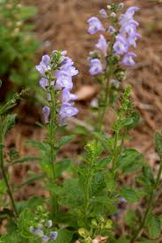 Image result for Scutellaria violascens