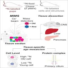 Age Mosaicism Across Multiple Scales In Adult Tissues