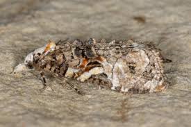 Image result for Telechrysis tripuncta