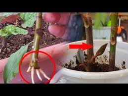 youtube plants