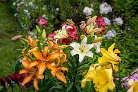 We did not find results for: Common Zone 8 Perennials Choosing Perennials For Zone 8 Landscapes
