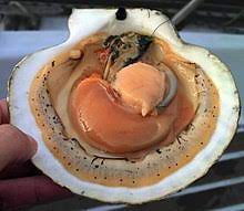 A single serving also includes a good amount of magnesium, iron, and zinc, which can be good for some people but may be a problem for individuals with certain illnesses or on some types of medication. Scallop Wikipedia