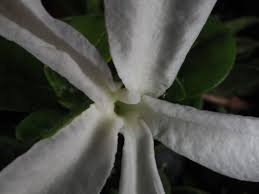 Image result for Carissa praetermissa