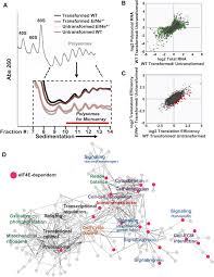 (definition of knock 'em dead! Differential Requirements For Eif4e Dose In Normal Development And Cancer Cell