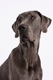 Great Dane Great Dane Corgi Dog American Shorthair Cat