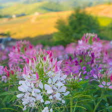 Image result for Cleome schimperi
