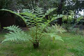 Image result for Cyathea dregei