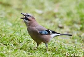 Zählen sie die wintervögel im garten, balkon, fenster oder stadtpark. Stunde Der Wintervogel Ausgewertet Immer Mehr Eichelhaher Onetz